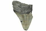 Bargain, Fossil Megalodon Tooth - North Carolina #294689-1